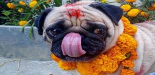 Nepal festival celebrates day of the dogs